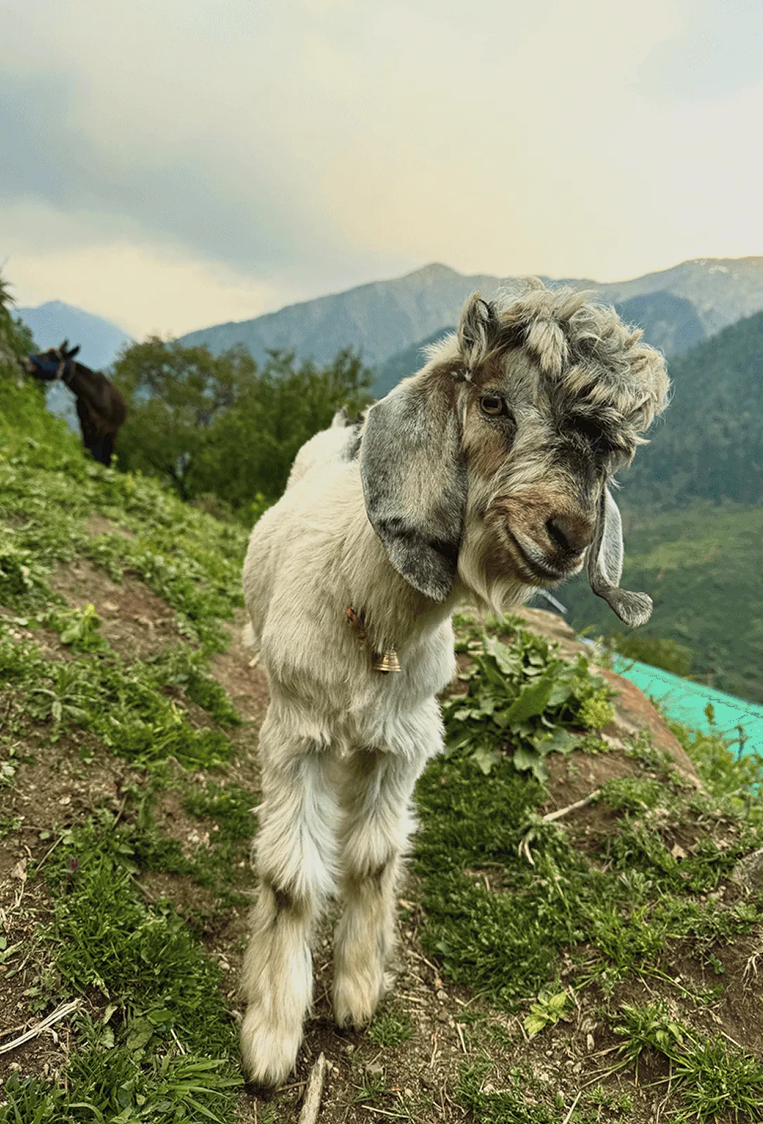 Goats on the hill