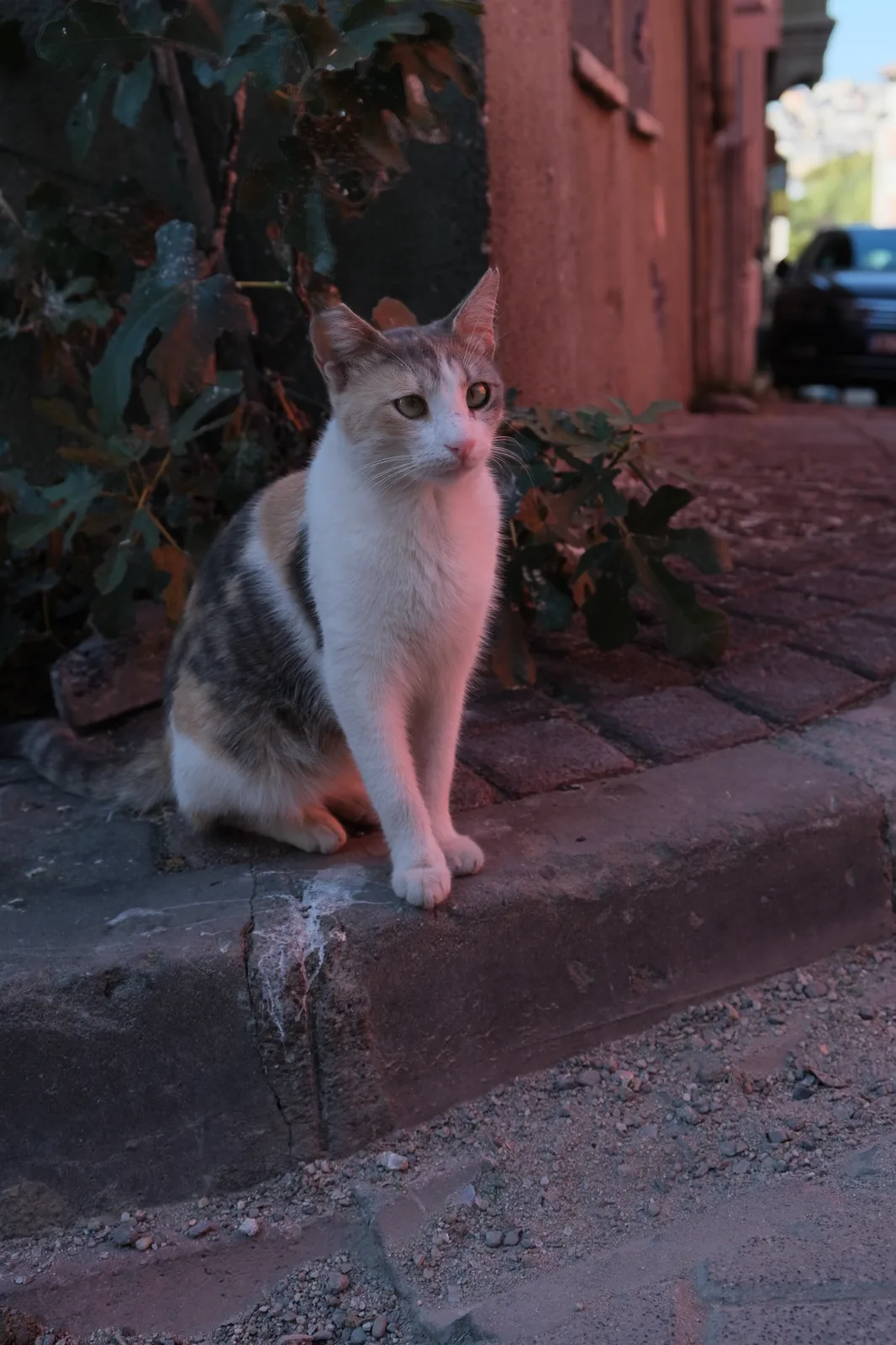 A cat in an alley